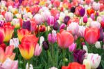 tulipanes de colores