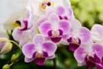 imagen de orquideas