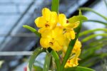 orquideas amarillas