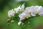orquideas blancas