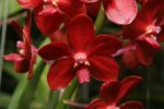 orquideas rojas