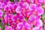 orquideas rosas