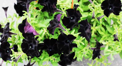 petunias negras
